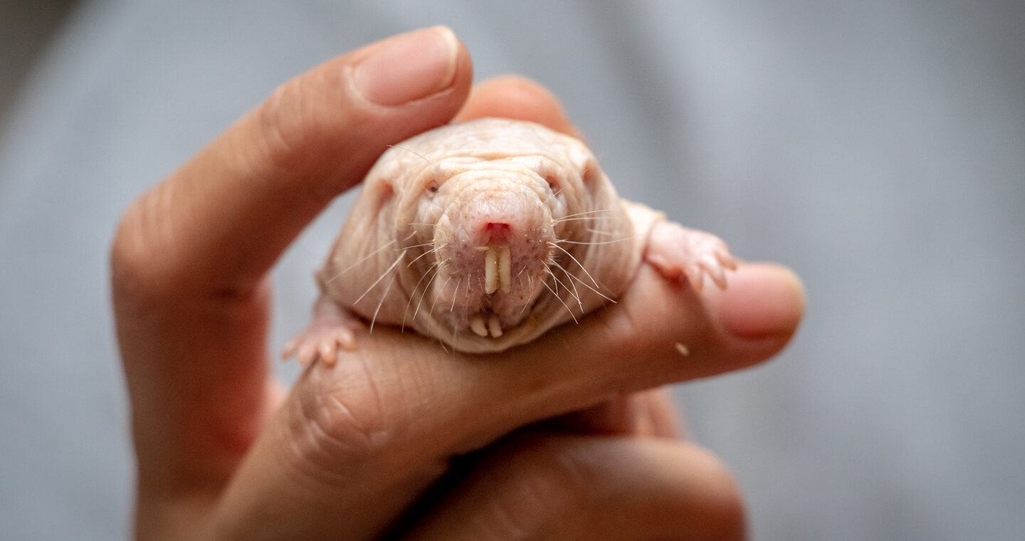 Naked mole-rat queens rule their colonies with a potent odor