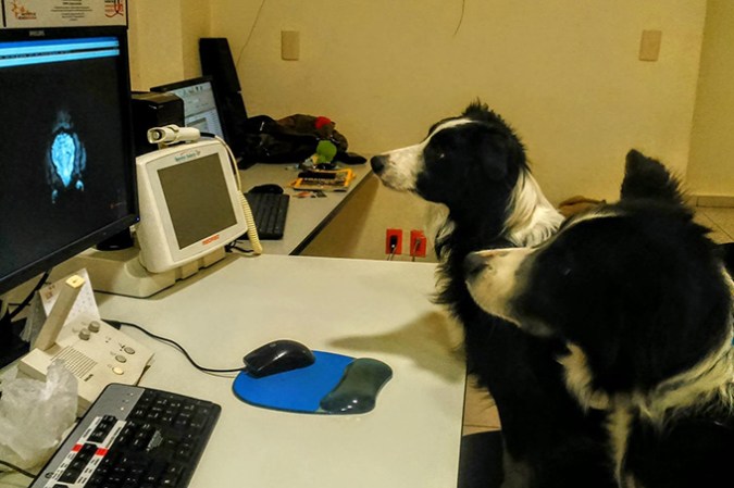080726_mr_dogemotions_inline4 A photo of two border collie dogs staring at a computer screen that has a canine brain scan on the monitor