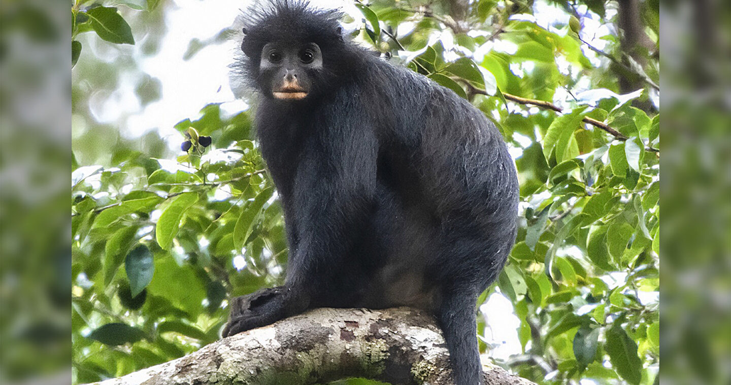 A new monkey species has been found deep in Congo’s forests