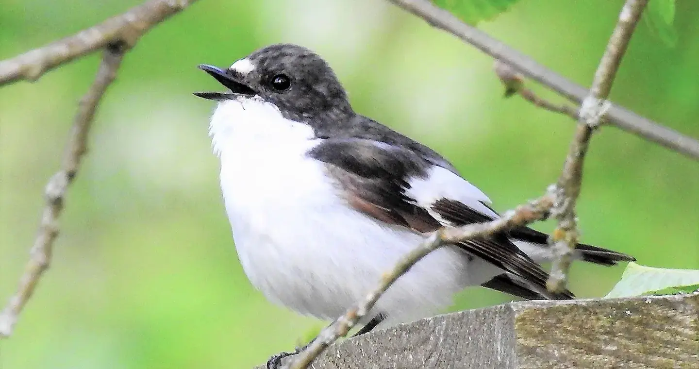 ‘Cheating’ birds change their tune